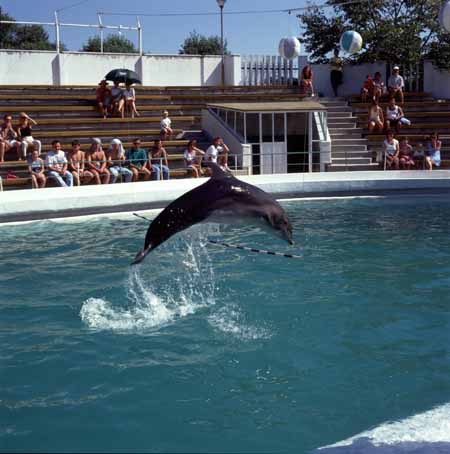 イルカ水族館